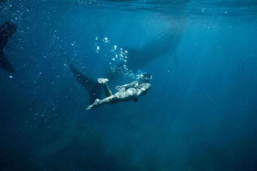 Cebu: Sumilon Sand Bar, Whale Sharks & Sardines Snorkeling - Morning at Oslob: Whale Shark Watching That Starts With Waiting