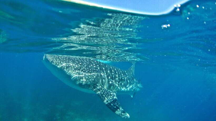 Cebu: Whale Shark Encounter and Kawasan Canyoneering - How the day flows: whale sharks to Kawasan Falls