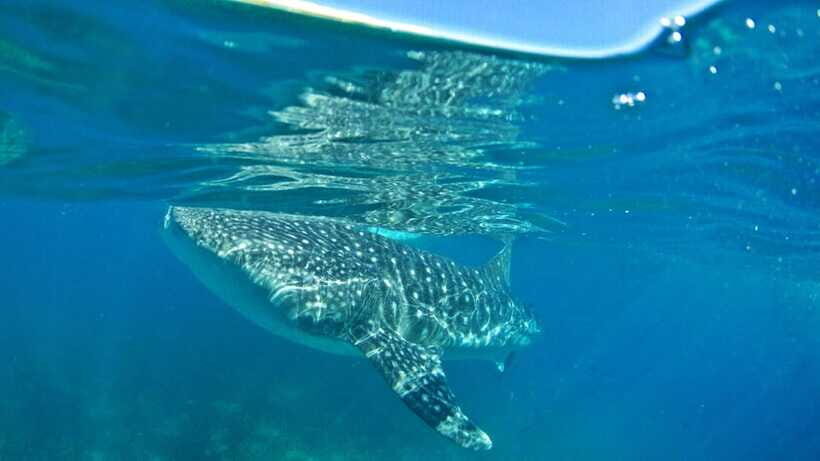 Cebu: Whale Shark Encounter and Kawasan Canyoneering - Kawasan Falls payoff: cool water and real scenery