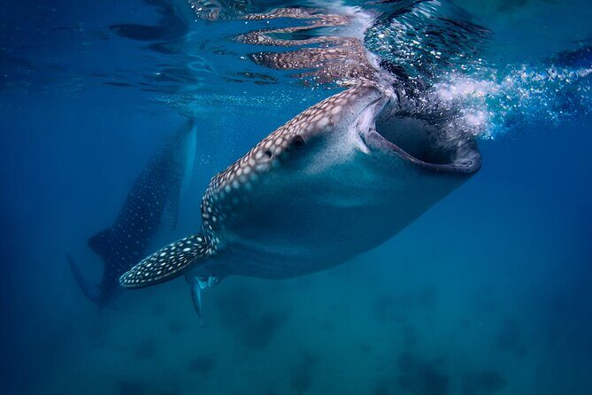 Cebu Whale Shark Encounter, Moalboal Sardines & Tumalog Falls - Key highlights worth your attention