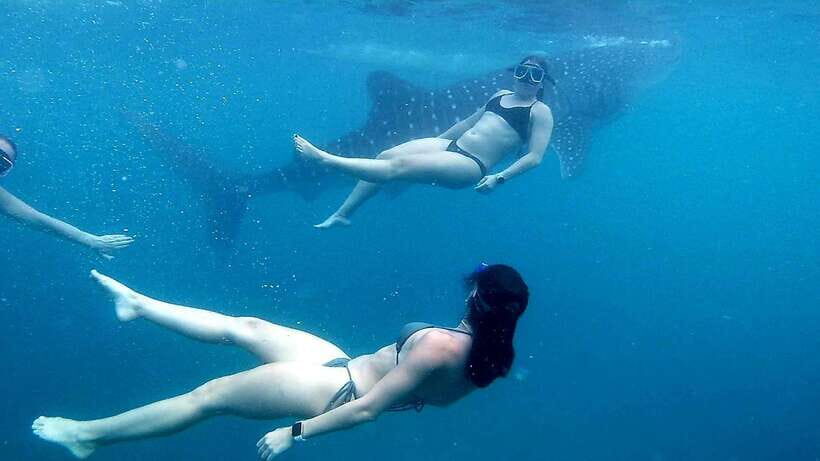 Cebu: Whale Shark, Inambakan Falls & Moalboal Sardine Tour - Key things I’d plan for