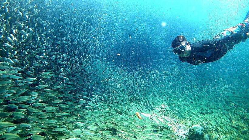 Cebu: Whale Shark, Inambakan Falls & Moalboal Sardine Tour - Moalboal sardine run snorkeling: where the reef turns into a show