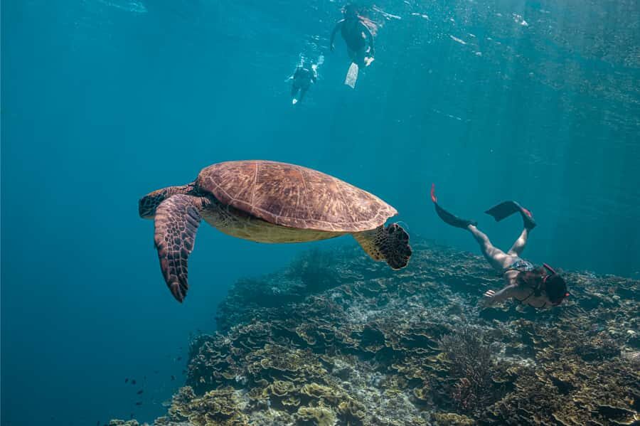 Cebu: Whale Shark, Monkey Sanctuary, & Moalboal Snorkel Tour - Key highlights worth planning around