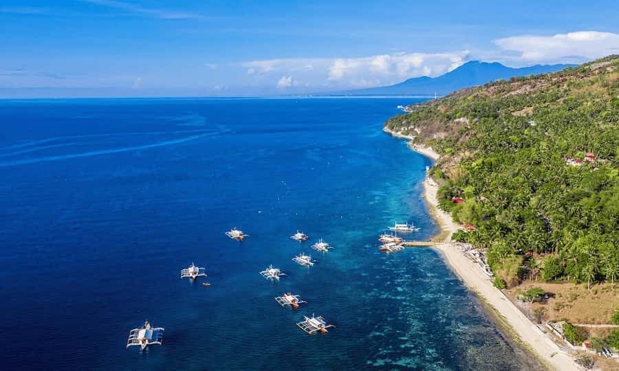 Cebu: Whale Shark, Monkey Sanctuary, & Moalboal Snorkel Tour - Food Breaks, Fresh Coconut, and the Snack Stops That Keep You Going