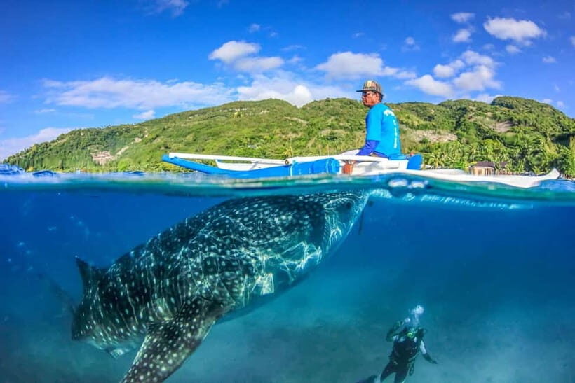Cebu: Whale Shark, Monkey Sanctuary, & Moalboal Turtles Tour - Monkey Sanctuary in Oslob: short stop, big personality
