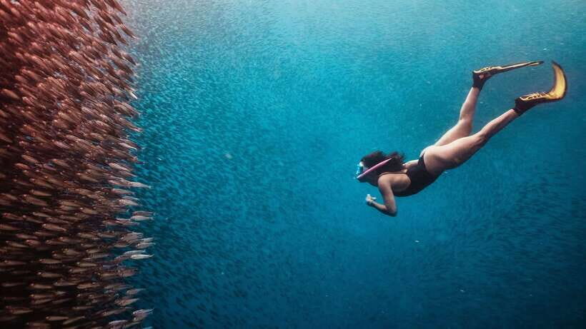 Cebu: Whale Shark, Monkey Sanctuary, & Moalboal Turtles Tour - GoPro rental and underwater photographer: the practical value