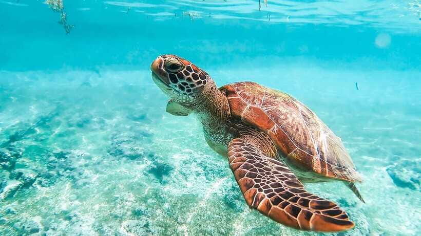 Cebu: Whale Shark, Monkey Sanctuary, & Moalboal Turtles Tour - What the day feels like on the ground (stop-by-stop reality)
