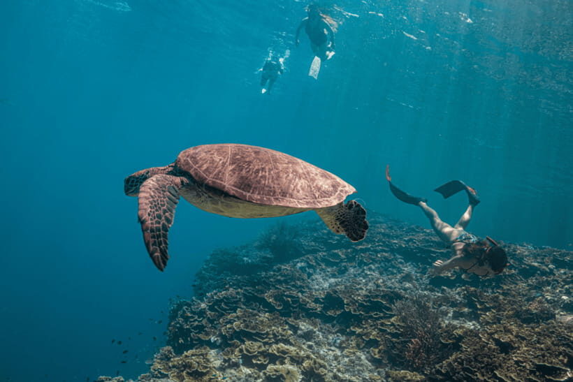 Cebu: Whale Shark, Monkey Sanctuary, & Moalboal Turtles Tour - Practical tips so you enjoy it more