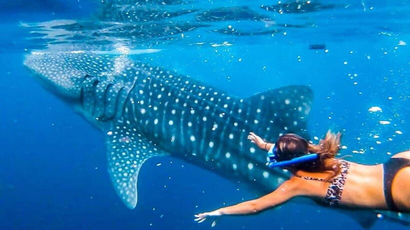 Cebu: Whale Shark, Monkey Sanctuary & Turtle Snorkeling Tour - Cebu Wildlife in One Day: Why This Tour Makes Sense