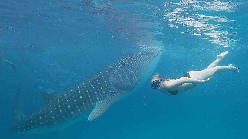 Cebu: Whale Shark, Monkey Sanctuary & Turtle Snorkeling Tour - Oslob Whale Sharks: The Wait, the Swim Window, and How It Fits