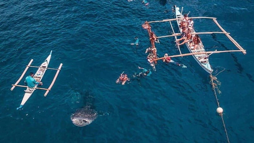 Cebu: Whale Shark, Monkey Sanctuary & Turtle Snorkeling Tour - The Waterfall and Wildlife Break: Tumalog Area Then a Detour Option