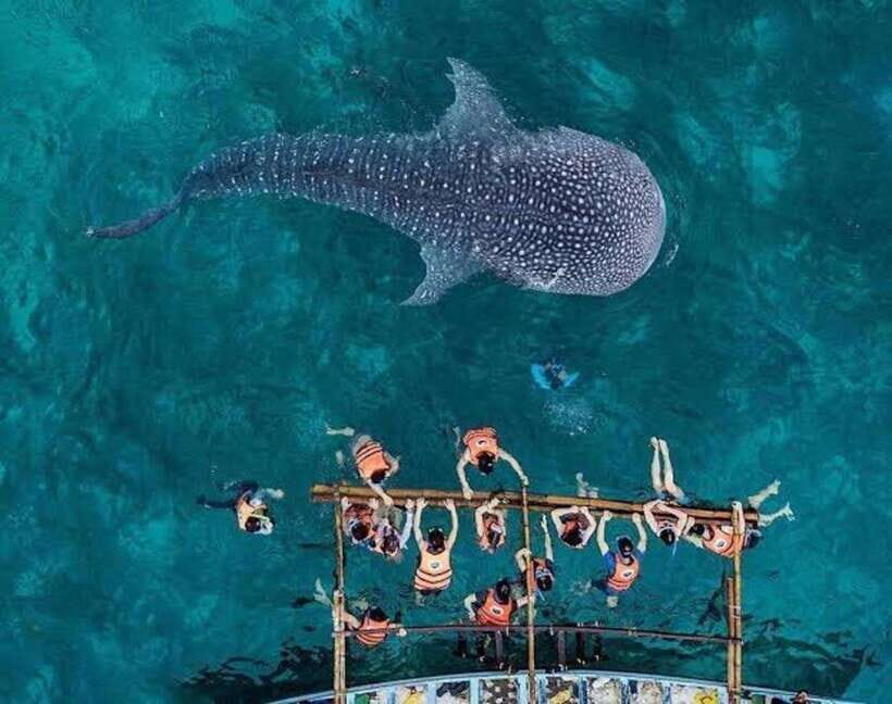 Cebu: Whale Shark, Monkey Sanctuary & Turtle Snorkeling Tour - Safety, Comfort, and Packing Like a Pro
