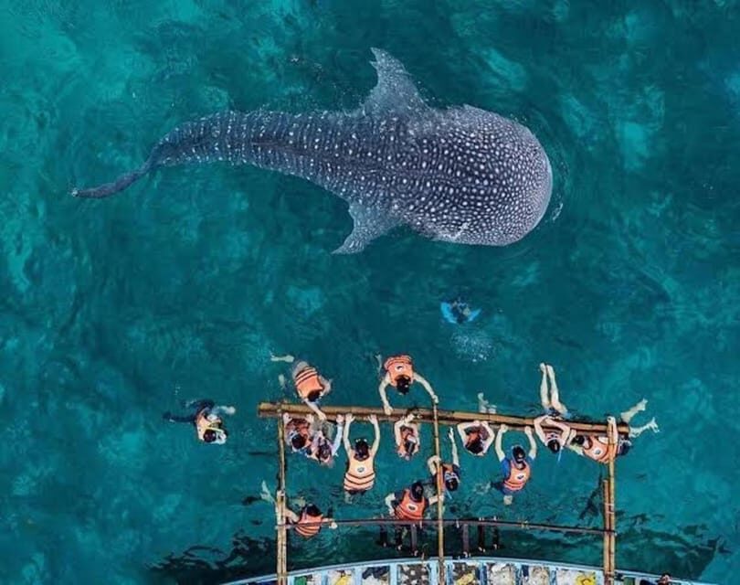 Cebu: Whale Shark, Monkey Sanctuary & Turtle Snorkeling Tour - Price: Does $123 Feel Fair for What You Get?