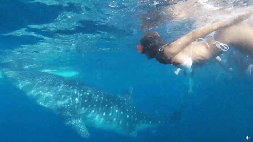 Cebu: Whale Shark Oslob and Moalboal Snorkeling Adventure - Cebu’s ocean combo: Oslob whale sharks plus Moalboal sardines