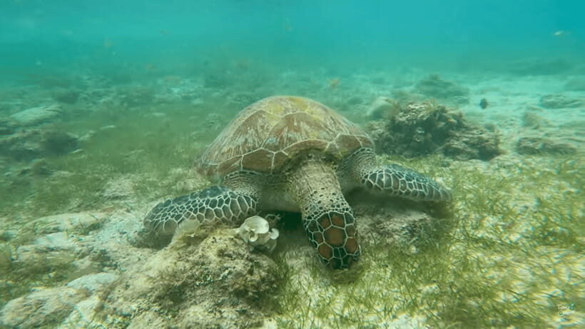 Cebu: Whale Shark Oslob and Moalboal Snorkeling Adventure - Oslob whale shark watching: what “no touch” really means