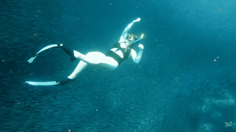 Cebu: Whale Shark Oslob and Moalboal Snorkeling Adventure - Moalboal snorkeling for turtles and the sardine run
