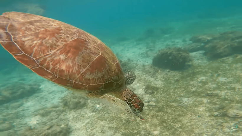 Cebu: Whale Shark Oslob and Moalboal Snorkeling Adventure - What to pack for this full-day ocean plan