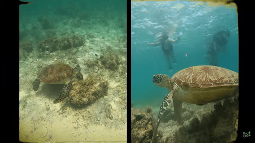 Cebu: Whale Shark Oslob and Moalboal Snorkeling Adventure - Price and value: is $119 actually fair for what you get?