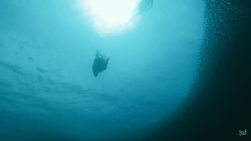 Cebu: Whale Shark Oslob and Moalboal Snorkeling Adventure - Who this tour suits best (and who should skip)