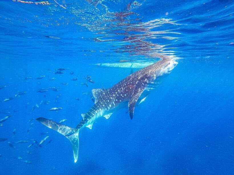 Cebu: Whale Shark Snorkeling & Kawasan Canyoning Tour - Key things that make this tour worth your day
