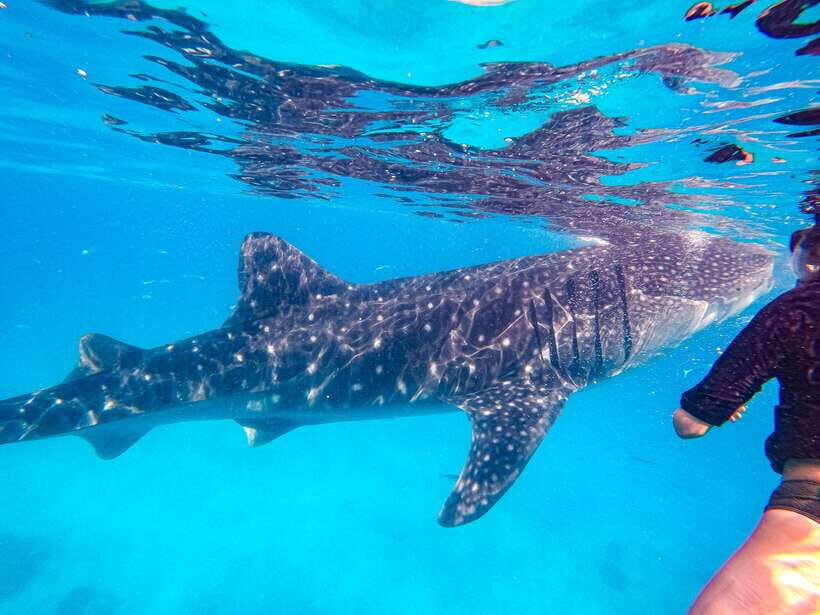 Cebu: Whale Shark Snorkeling & Kawasan Canyoning Tour - The Return Drive: You’ll Be Tired, Not Lost