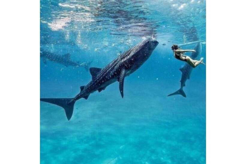 Cebu: Whale Shark Swim and Kawasan Canyoneering Group Tour - Key highlights worth knowing