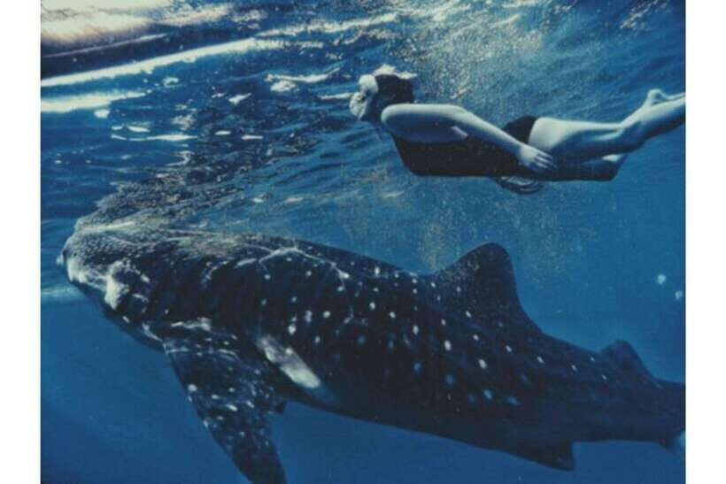 Cebu: Whale Shark Swim and Kawasan Canyoneering Group Tour - One-day plan: how the Oslob to Kawasan route works