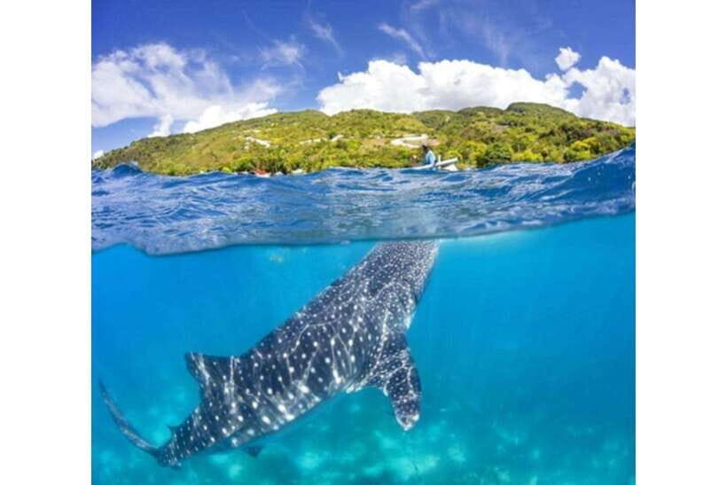 Cebu: Whale Shark Swim and Kawasan Canyoneering Group Tour - The mid-morning break and breakfast pause
