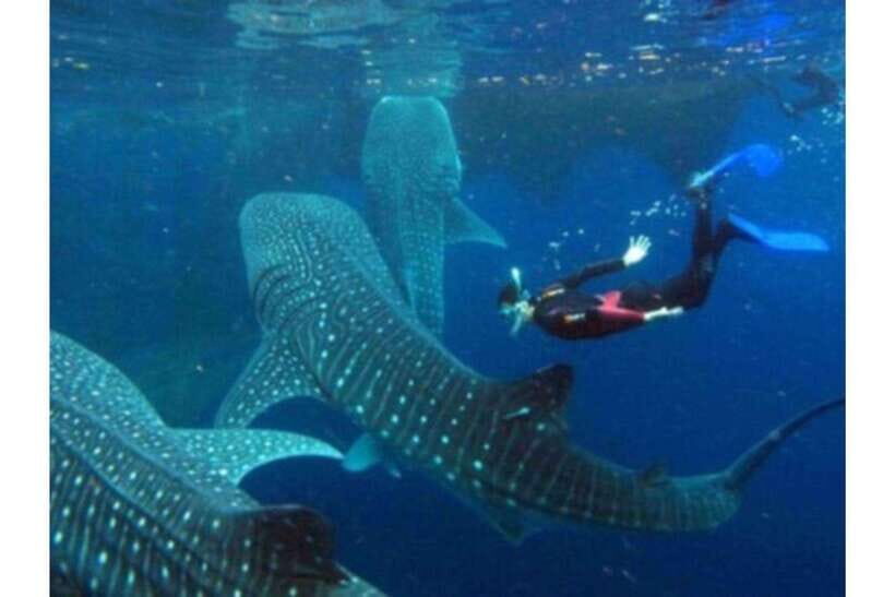 Cebu: Whale Shark Swim and Kawasan Canyoneering Group Tour - Badian canyoneering: sliding, jumping, and swimming through canyon country