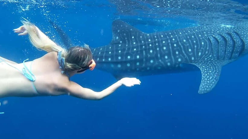 Cebu: Whale Shark Swim and Kawasan Canyoneering Tour - What You’re Really Buying for $111