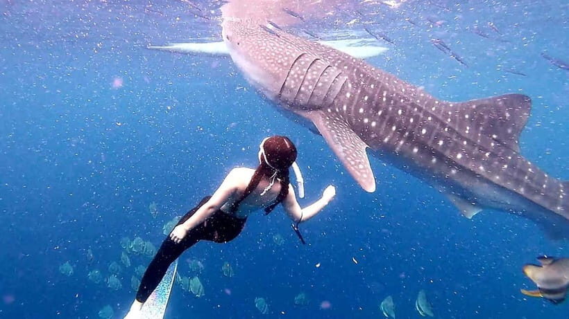 Cebu: Whale Shark Swim and Kawasan Canyoneering Tour - Should You Book This Cebu Whale Shark Swim and Kawasan Canyoneering Tour?