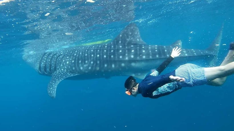 Cebu: Whale Shark Swim and Kawasan Canyoneering Tour - Sunrise Whale Sharks in Oslob: How the Morning Flows