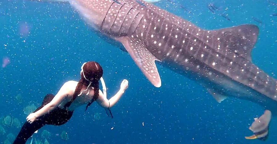 Cebu: Whale Shark Swim and Kawasan Canyoneering Tour - Lunch at the Camp: Fuel for the Finish