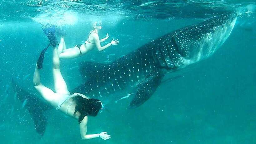 Cebu: Whale Shark Swim, Kawasan Falls & Moalboal Sardine Run - Key things to know before you go