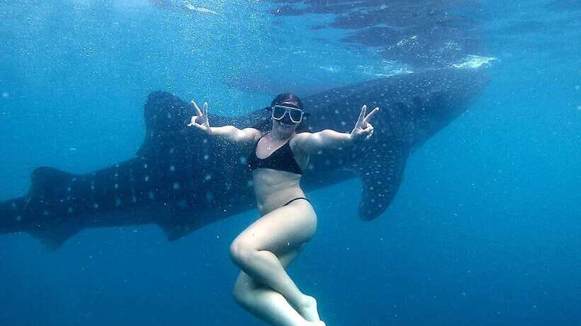 Cebu: Whale Shark Swim, Kawasan Falls & Moalboal Sardine Run - Oslob whale shark swim: the main event, with rules