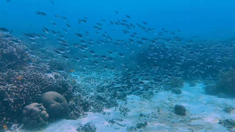 Cebu: Whale Shark Swim, Kawasan Falls & Moalboal Sardine Run - Kawasan Falls in Badian: hike, helmet, and a turquoise reset
