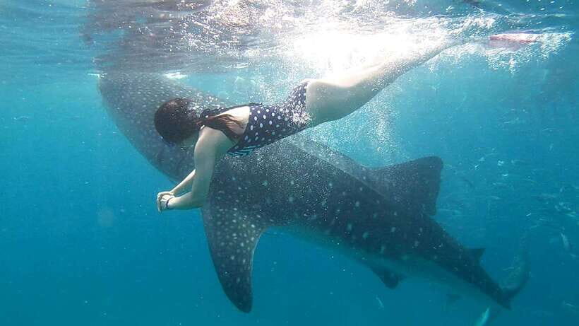 Cebu: Whale Shark Swim, Kawasan Falls & Moalboal Sardine Run - What’s included (and how it lowers your actual cost)
