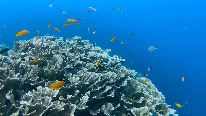 Cebu: Whale Shark Swim, Kawasan Falls & Moalboal Sardine Run - Food and comfort: pack like you expect to get wet