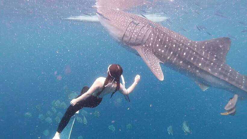 Cebu: Whale Shark Swim, Kawasan Falls & Moalboal Sardine Run - Who this tour fits best (and who should skip it)