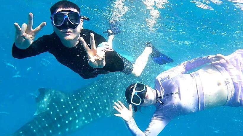 Cebu: Whale Shark Swim, Kawasan Falls & Moalboal Sardine Run - Pickup and transit: how to avoid stress before daybreak