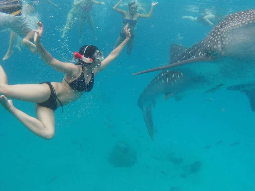 Cebu Whale Shark Swimming & Kawasan Canyoneering Group Tour - The Drive and Waiting Reality: Queues Happen