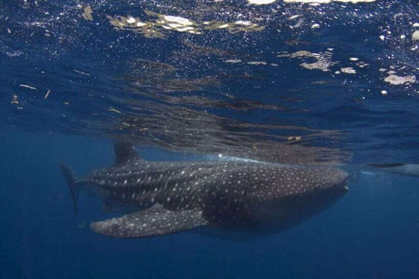 Cebu: Whale Shark Swimming, Sumilon Island and Kawasan Falls - Key Things to Know Before You Go