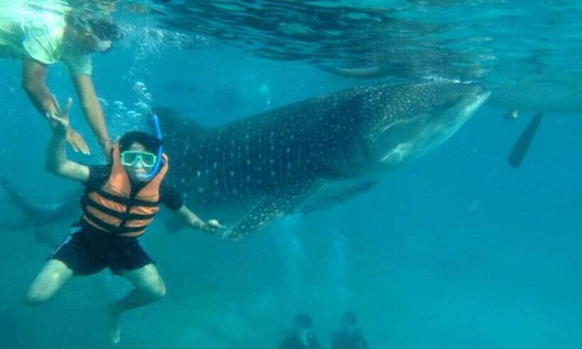 Cebu: Whale Shark Swimming, Sumilon Island and Kawasan Falls - Oslob Pickup, Breakfast, and the Whale Shark Setup