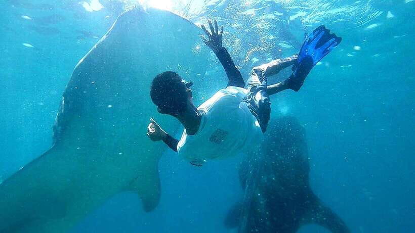 Cebu: Whale Shark, Tumalog Waterfall, and Moalboal Tour - Oslob Whale Sharks: why the early start changes everything