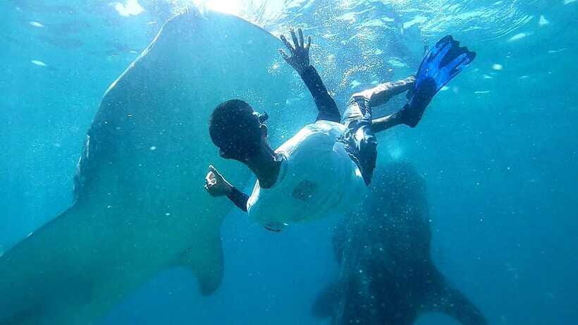 Cebu: Whale Shark, Tumalog Waterfall, and Moalboal Tour - What to pack and what rules matter most