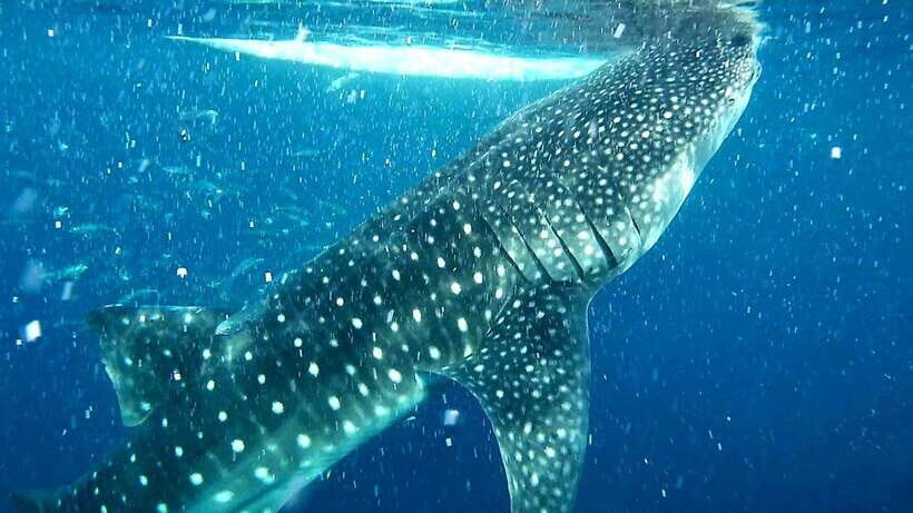 Cebu: Whale Sharks, Ka-Treasure Water Terraces & Simala Tour - Key points before you go