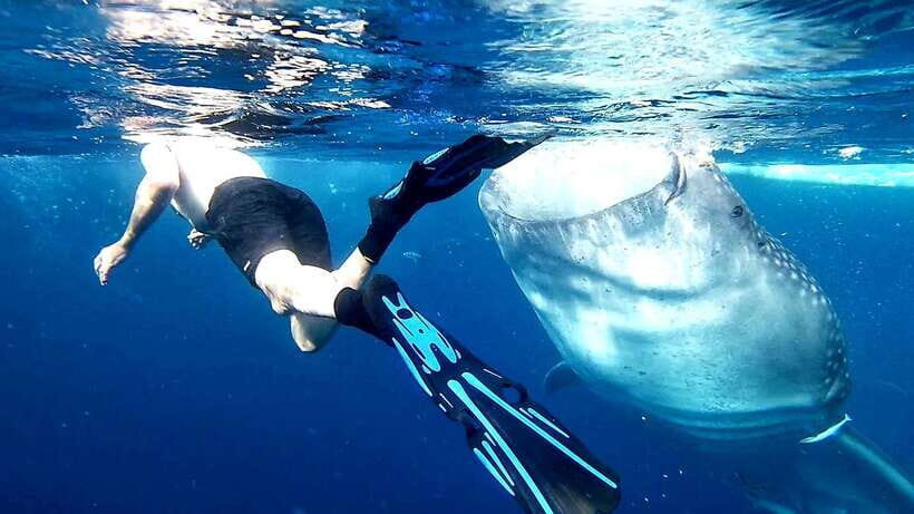 Cebu: Whale Sharks, Ka-Treasure Water Terraces & Simala Tour - Oslob Whale Sharks: 3 Hours of Watching, Plus Real Waiting
