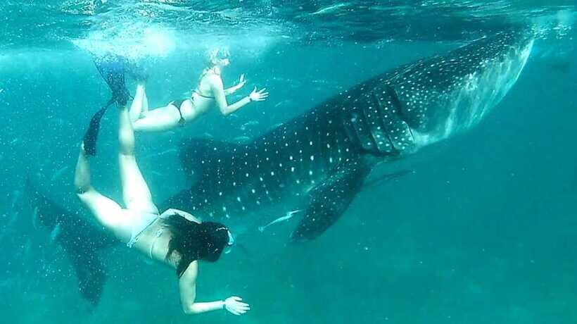 Cebu: Whale Sharks, Ka-Treasure Water Terraces & Simala Tour - Price and Value: Is $98 Worth It for This Mix?