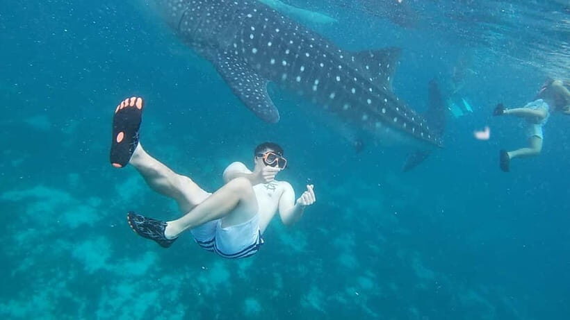 Cebu: Whale Sharks, Kawasan Falls, & Sardines Run Snorkeling - Key things that make this tour work