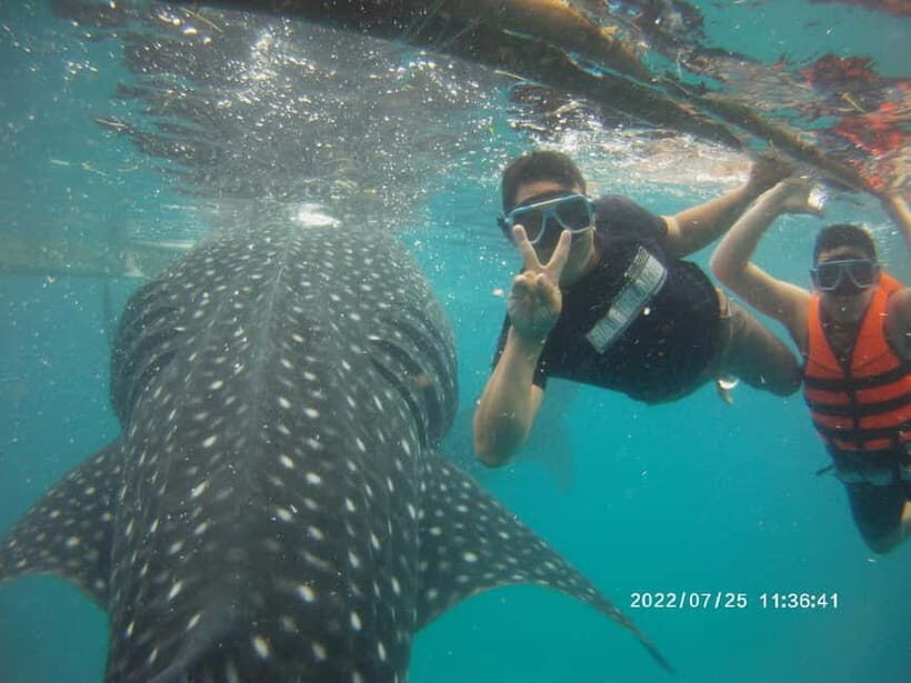 Cebu: Whale Sharks, Kawasan Falls, & Sardines Run Snorkeling - Price and what you’re actually paying for (besides the headline number)
